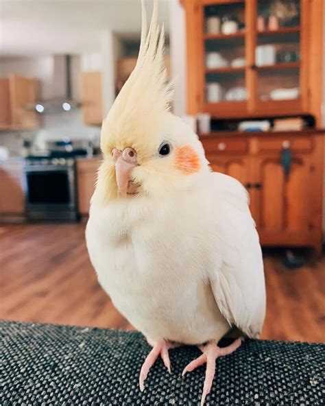 Willie had an. . Cockatiel for sale